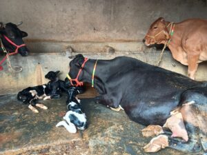 *छत्तीसगढ़ के सारंगढ़ जिले में गौमाता ने तीन बच्चों को दिया जन्म प्रदेश अध्यक्ष राजपूत जी ने दिया बधाई*